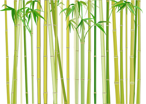 Bambus © scusi
