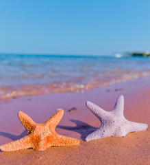 Fototapeta na wymiar Starfish Stranded on a Beach