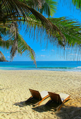 Leaves Beds under Palms Trees
