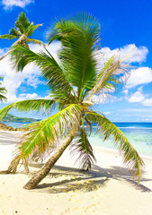 Coconut Palm Dream