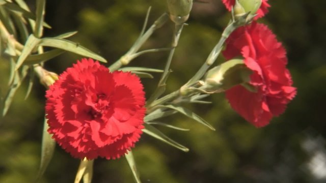 red carnation moves slightly in the wind