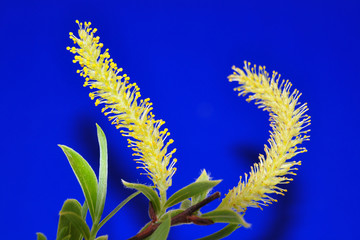 Weiden-Blüte (Salix)
