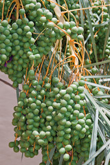 Palm with green unripe dates