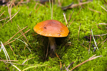 Mushroom