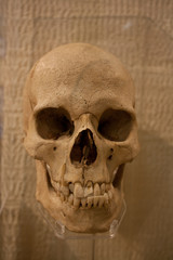 Obraz premium the skull