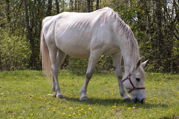 Biały koń © Faferek