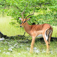 impala antelope in Etosha national park Namibia