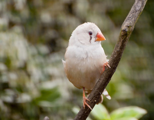 Fawn hen zebra finch