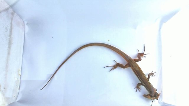 Lizard's tail squirm before the hunt