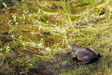 Bull frog