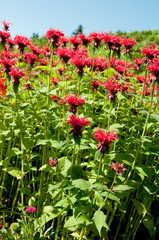 field red flowers