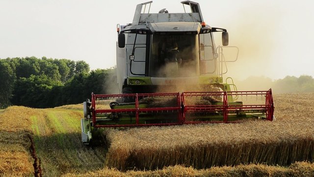 mietitura di un campo di grano