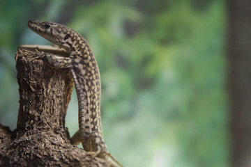 funny lizard posture of waiting in a bar