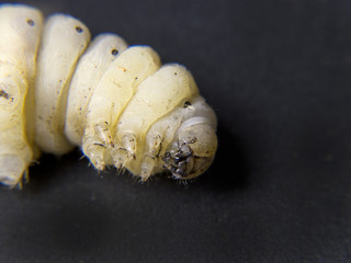 silkworm at Start of becoming a chrysalis