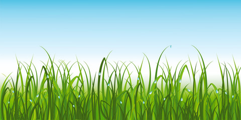 Fototapeta premium Realistic green grass with dew