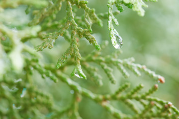 Fresh grass with dew drops close up .