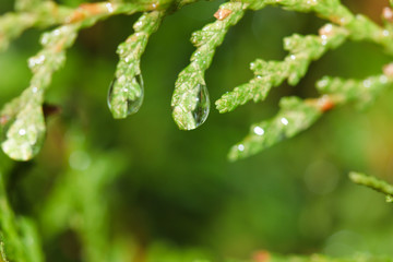 Fresh grass with dew drops close up .