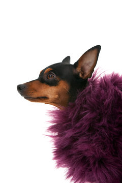 portrait of fashion dog