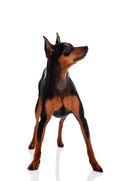 cute miniature pincher posing