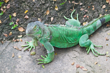 Green Iguana on ground