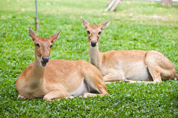 Beautiful deer on green grass