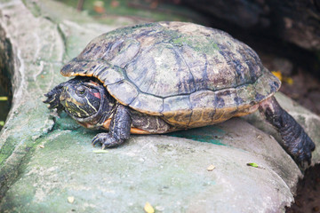 red ear turtle