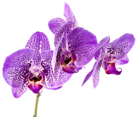 Obraz na płótnie Canvas Orchidea