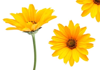 Abwaschbare Fototapete Blumen Yellow flower set