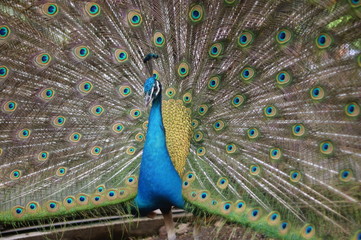 Obraz premium 孔雀