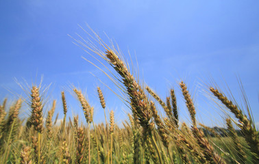 青空と小麦畑
