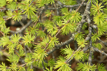 Young larch needles