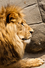 Löwe (panthera leo)