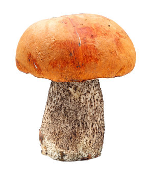 Red-capped scaber stalk with white background