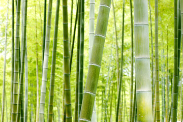 Obraz premium Las bambusowy