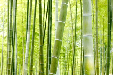 Crédence de cuisine en verre imprimé Bambou Foret de bambou