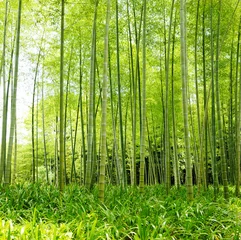 Store enrouleur sans perçage Bambou Foret de bambou