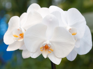 Plakat biała orchidea