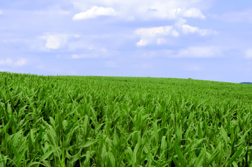 Fototapeta na wymiar champ de maïs