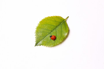 ladybug on the leaf