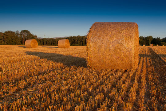 Wheat Straw Bale © akulamatiau