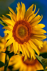 Sunflower and Sunrise