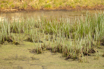 Obraz premium Swamp