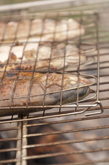 Trout Grilled on Campfire