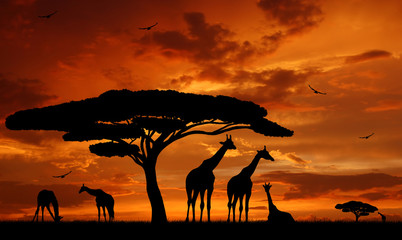 herd of giraffes in the setting sun - obrazy, fototapety, plakaty