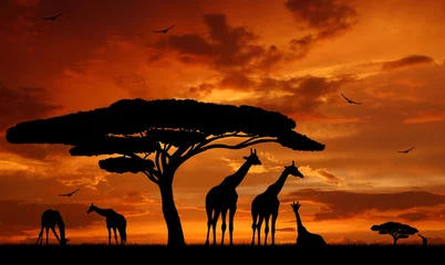 Foto op Canvas kudde giraffen in de ondergaande zon © vencav