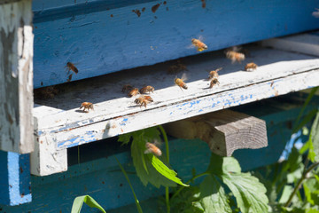 Obraz na płótnie Canvas Bee hives