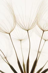 Printed roller blinds Dandelions and water dandelion seeds
