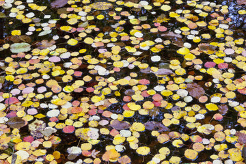 Autumn leaves floating in the lake