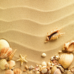 Panele Szklane  muszle morskie z piaskiem jako tło