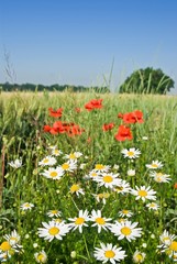 white camomile and red poppy
